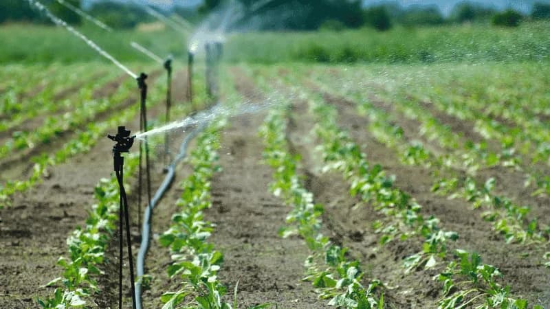 Como preparar a irrigação para períodos críticos de variação climática